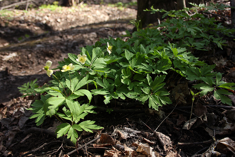 Изображение особи Anemone &times; lipsiensis.