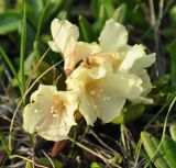 Rhododendron aureum. Соцветие. Камчатский край, Ключевская группа вулканов, окрестности перевала Толуд. 20.07.2013.