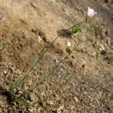 Linum tenuifolium