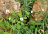 Helichrysum gracilipes. Верхушка цветущего растения. Сокотра, плато Хомхи. 29.12.2013.