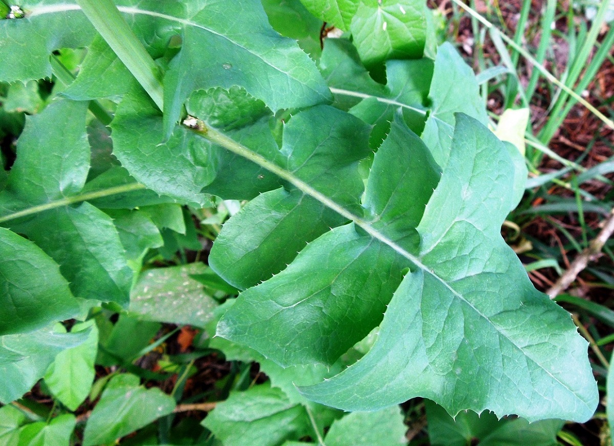 Изображение особи Sonchus oleraceus.