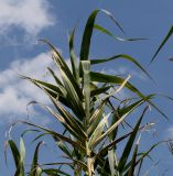 Arundo donax