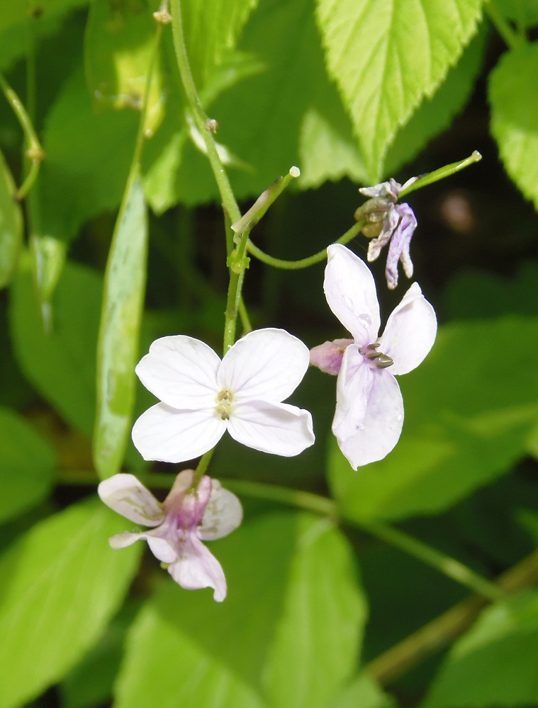 Изображение особи Lunaria rediviva.