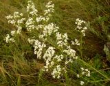 Galium volhynicum