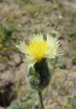 Amberboa turanica. Верхушка растения с соцветием. Казахстан, пустыня в окр. ю-з. угла оз. Балхаш. 21 мая 2012 г.