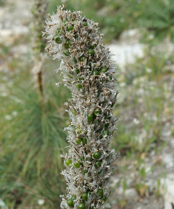 Изображение особи Asphodeline taurica.