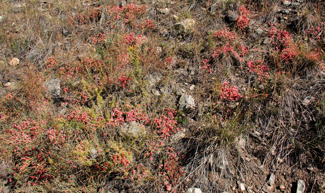 Изображение особи Ephedra monosperma.