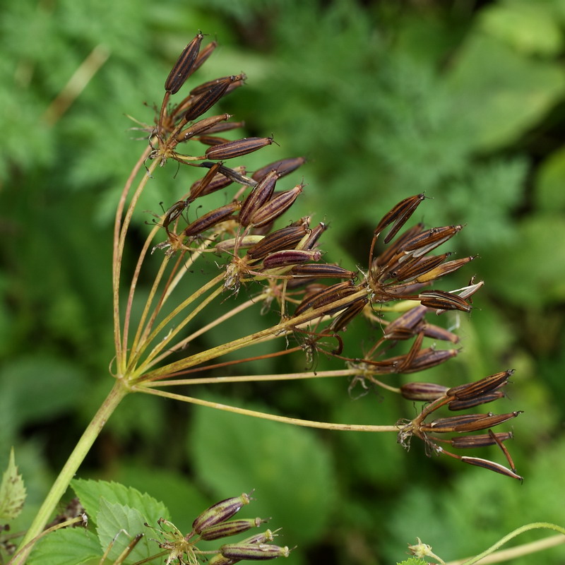 Изображение особи Chaerophyllum aromaticum.