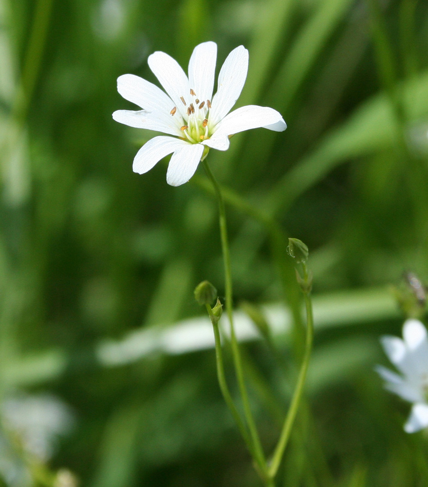 Изображение особи Stellaria graminea.