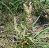 Orostachys malacophylla. Цветущее растение с аномальным цветоносом. Иркутская обл., Иркутский р-н, окр. дер. Жердовка, степь на вершине холма. 14.08.2015.