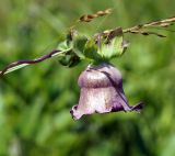 Codonopsis ussuriensis. Цветок. Амурская обл., Бурейский р-н, правый берег р. Бурея, окр. с. Малиновка. 17.07.2016.