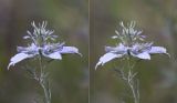 Nigella arvensis