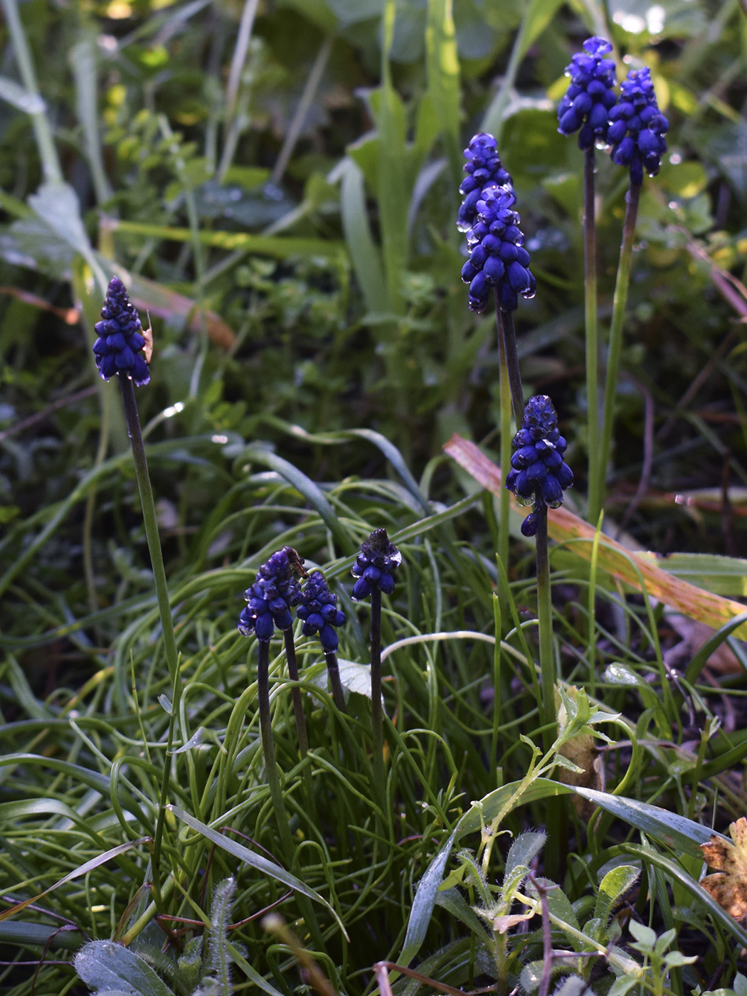 Изображение особи Muscari neglectum.