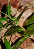 Pseuderanthemum crenulatum