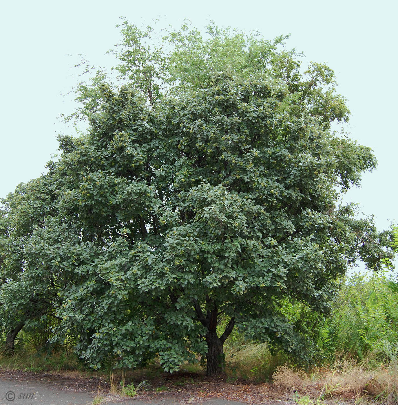 Изображение особи Sorbus intermedia.