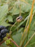 Rubus caesius