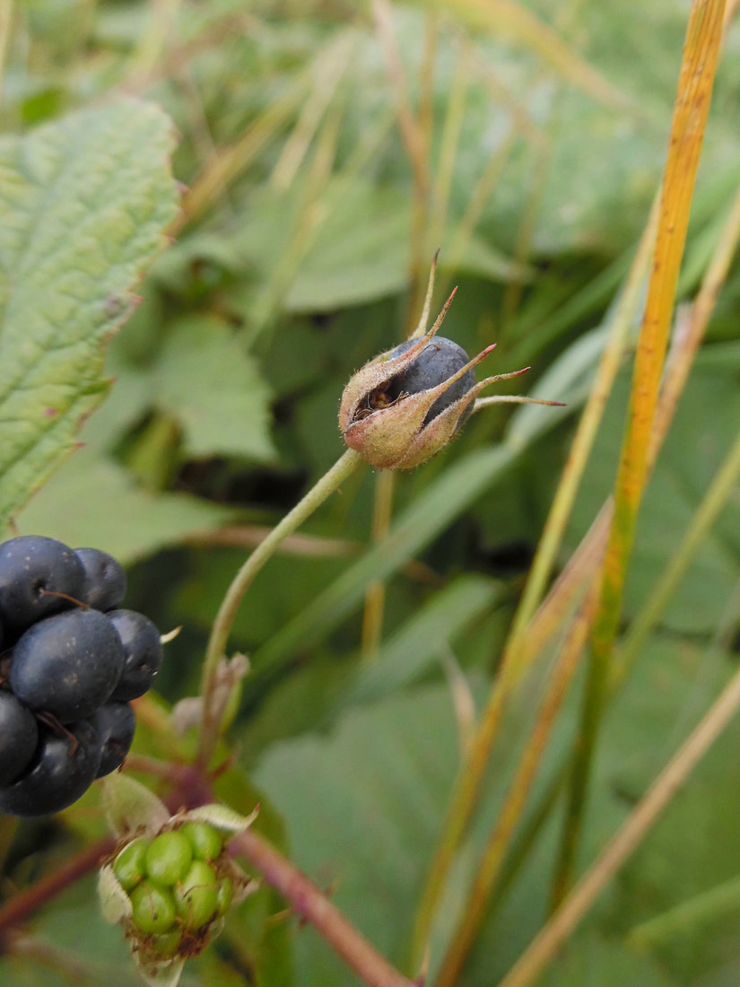 Изображение особи Rubus caesius.