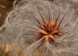 Clematis integrifolia