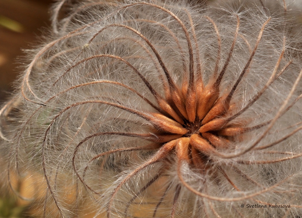 Изображение особи Clematis integrifolia.