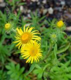 Inula britannica. Распустившиеся и нераспустившиеся соцветия. Якутия, Алданский р-н, г. Томмот, правый берег р. Алдан ниже ж.-д. моста. 23.07.2016.