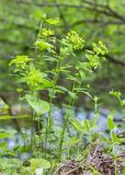 Euphorbia squamosa. Цветущее растение. Грузия, край Рача-Лечхуми и Нижняя Сванетия, Амбролаурский муниципалитет, окр. с. Зеда-Гвардиа, дол. р. Шарола, выс. 610 м н.у.м., лиственный лес, обочина грунтовой дороги. 07.05.2017.