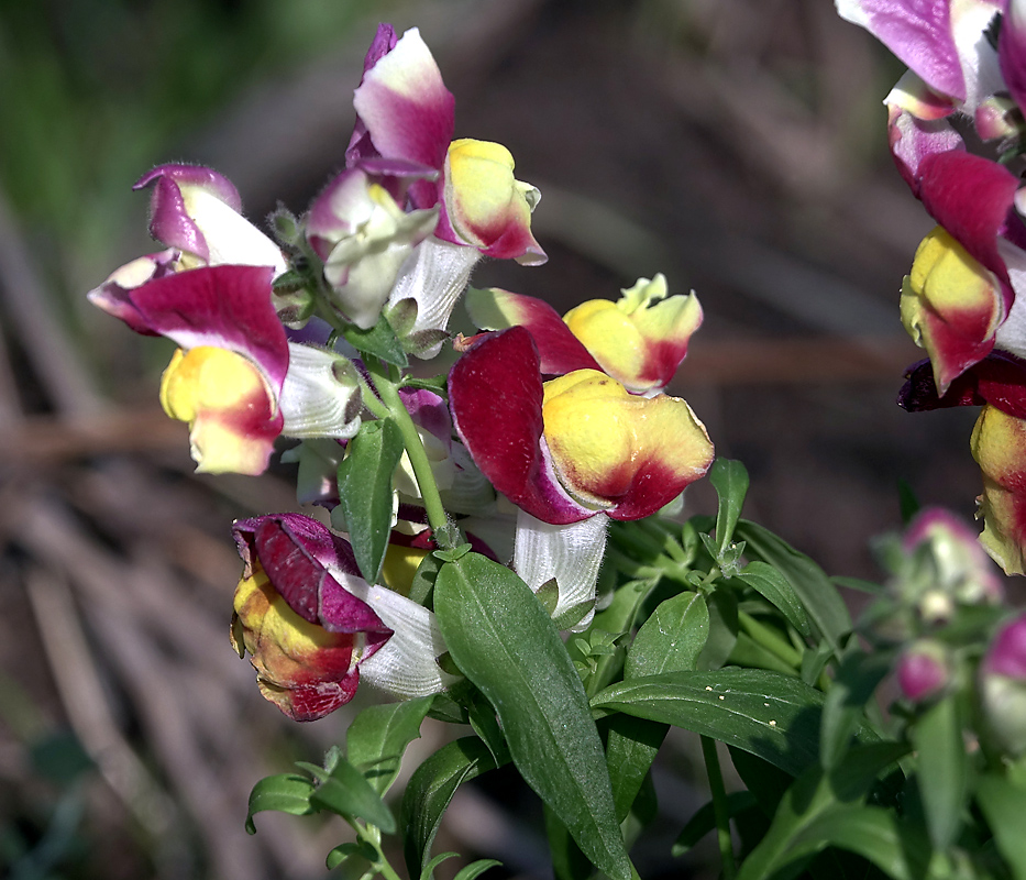 Изображение особи Antirrhinum majus.