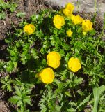 Ranunculus brachylobus