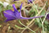 Delphinium divaricatum