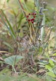 Maianthemum bifolium