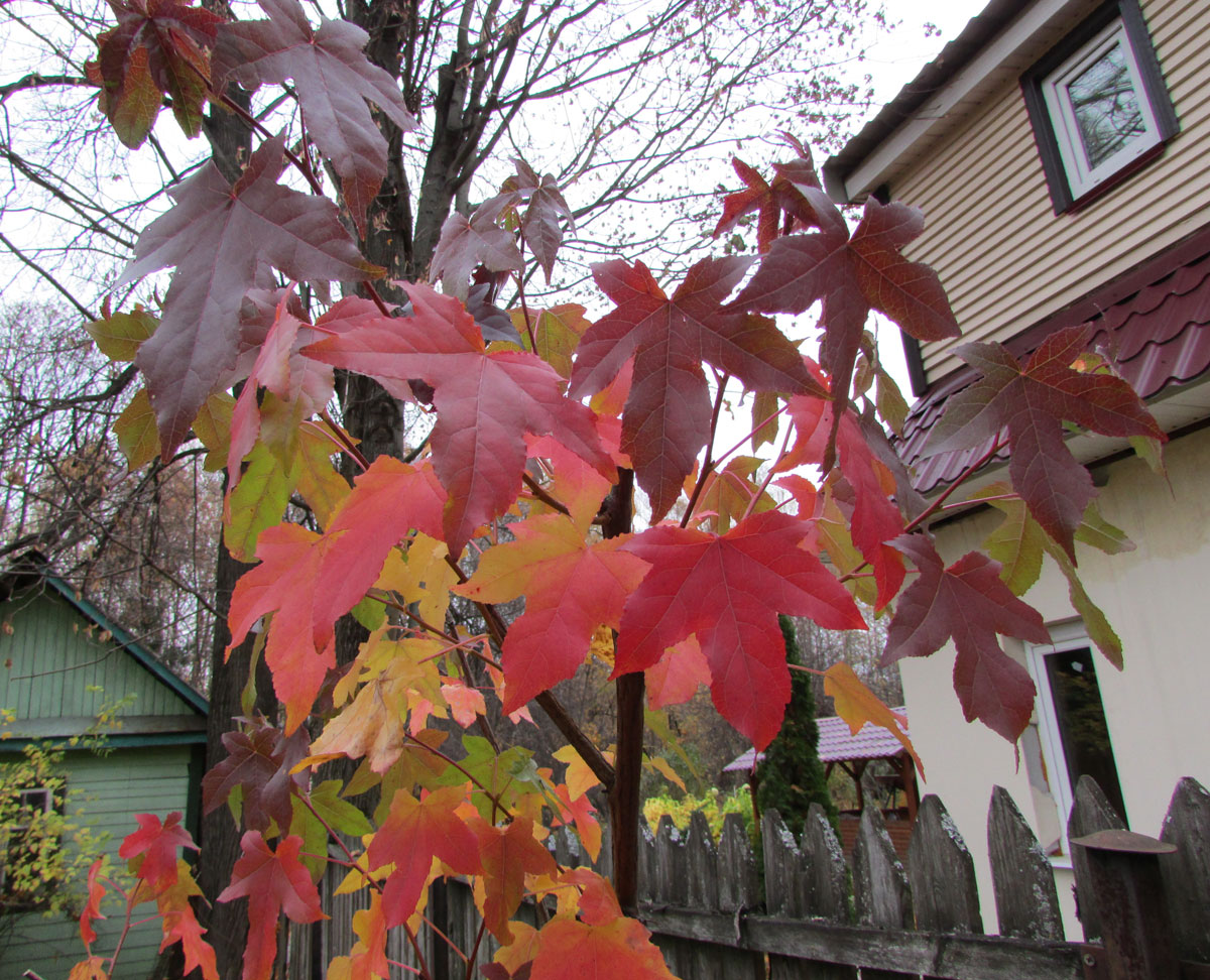 Изображение особи Liquidambar styraciflua.