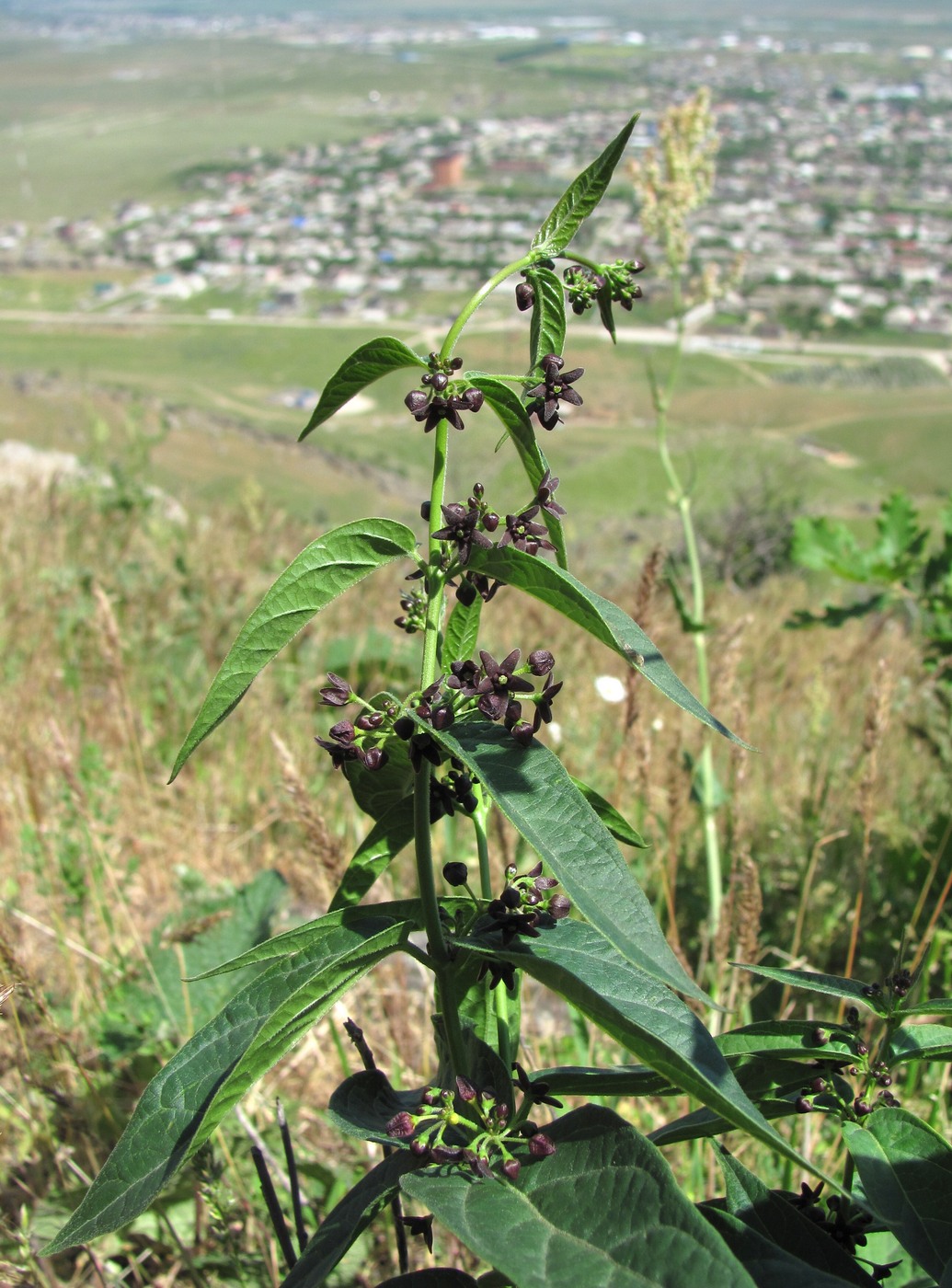 Изображение особи Vincetoxicum scandens.