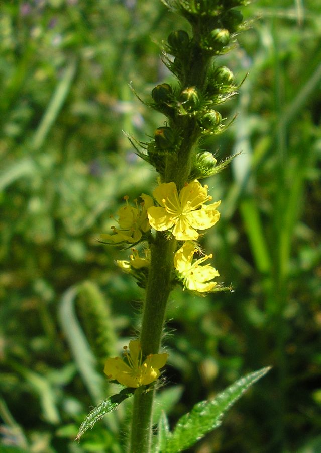 Изображение особи Agrimonia eupatoria ssp. grandis.