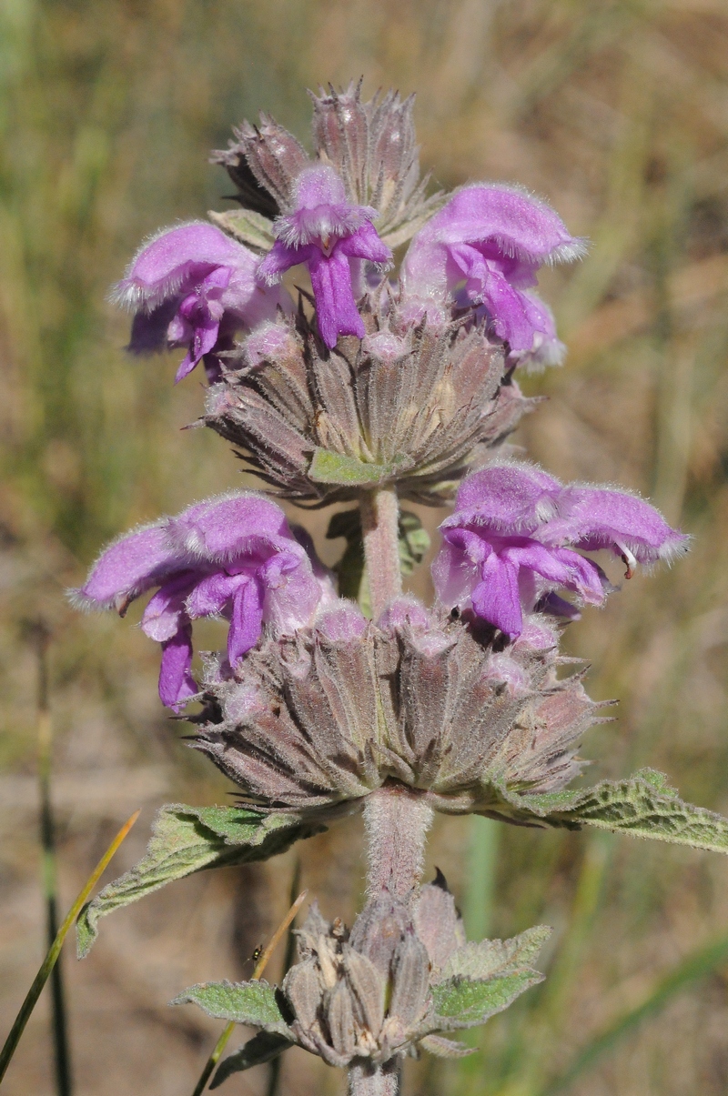 Изображение особи Phlomoides pratensis.