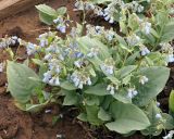 Mertensia sibirica