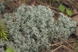 Cladonia arbuscula. Таллом. Сахалинская обл., Томаринский р-н, окр. г. Томари, средняя часть склона сопки северной экспозиции, смешанный лес. 02.08.2017.