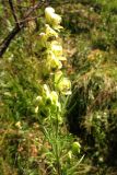 Aconitum nemorosum