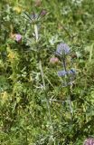 Eryngium bourgatii