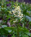 Corydalis marschalliana