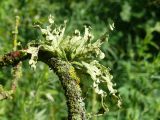 Ramalina fraxinea