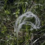 Stipa pennata. Верхушка плодоносящего растения. Пермский край, Кунгурский р-н, окр. с. Каширино, разнотравный луг. 06.06.2021.