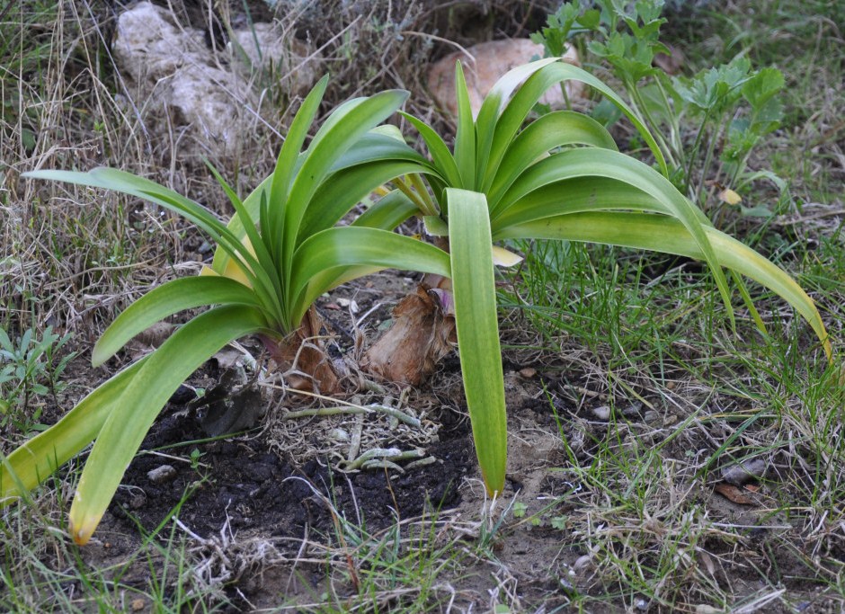 Изображение особи Agapanthus africanus.