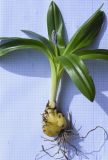 Scilla lilio-hyacinthus. Выкопанное зацветающее растение. Испания, автономное сообщество Каталония, провинция Жирона, комарка Ла Гарроча, муниципалитет Сан-Фелиу-де-Пальеролс, 1050 м н.у.м., в буково-берёзовом лесу. 24.03.2023.