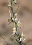 Delphinium rugulosum