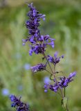 Nepeta grandiflora. Соцветие. Дагестан, Гунибский р-н, окр. с. Чох, ≈ 1500 м н.у.м., луговой склон. 29.07.2022.