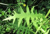 Cirsium &times; hybridum