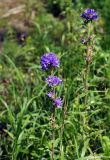 Campanula cervicaria