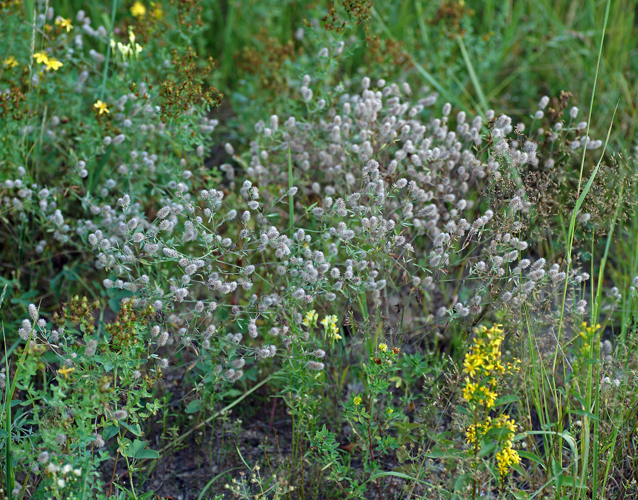 Клевер пашенный (Trifolium arvense) Автор фото: Виталий Гуменюк