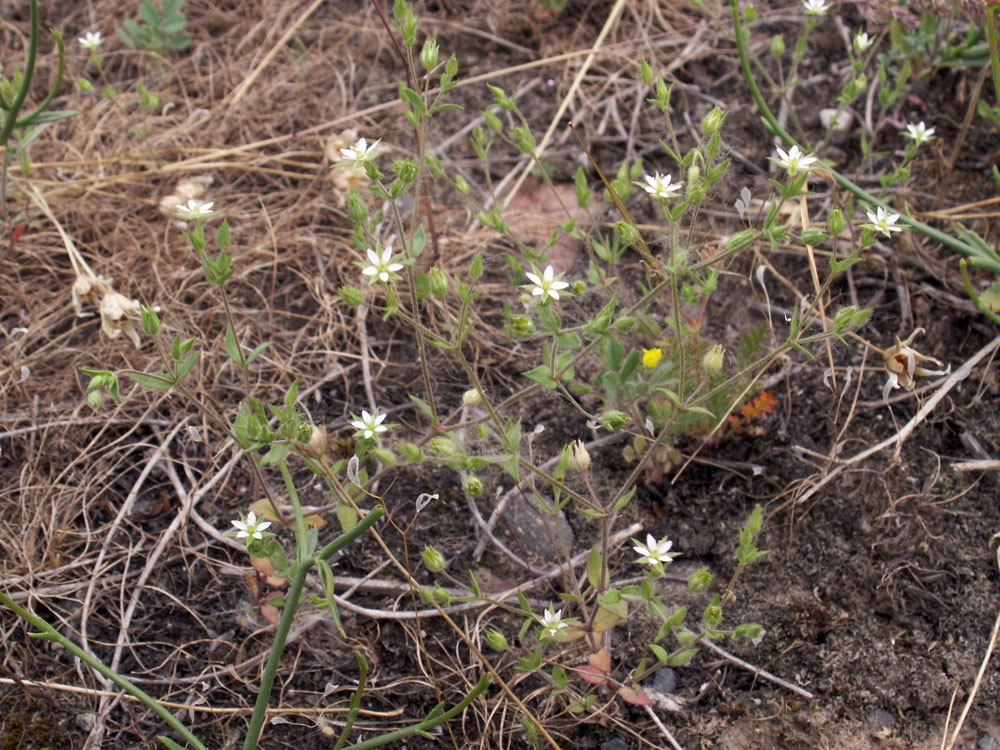 Image of Arenaria serpyllifolia specimen.