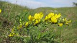 Chamaecytisus colchicus. Верхушка побега с соцветием. Краснодарский край, г. Новороссийск, пер. Волчьи Ворота, степь на склоне горы. 19.04.2014.