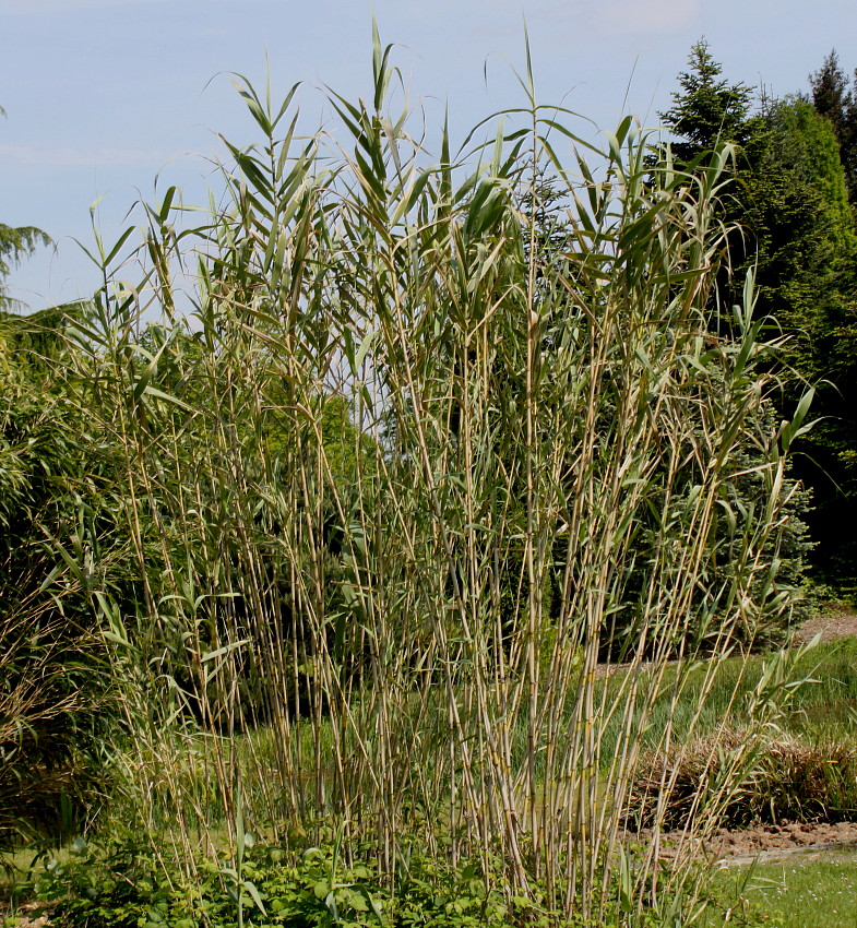 Изображение особи Arundo donax.